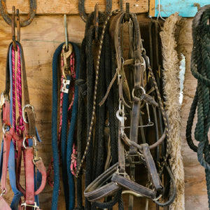 Pet Accessories