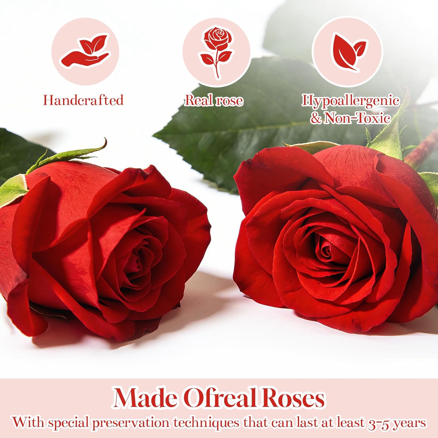 Forever Preserved Rose Flower, 7.48” – Meaningful Gift for Women
