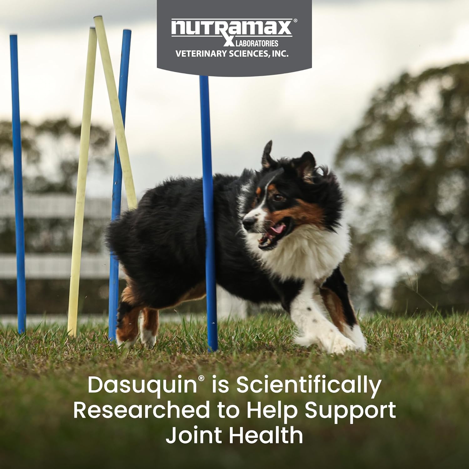 Dasuquin Joint Supplement for Large Dogs – 150 Soft Chews