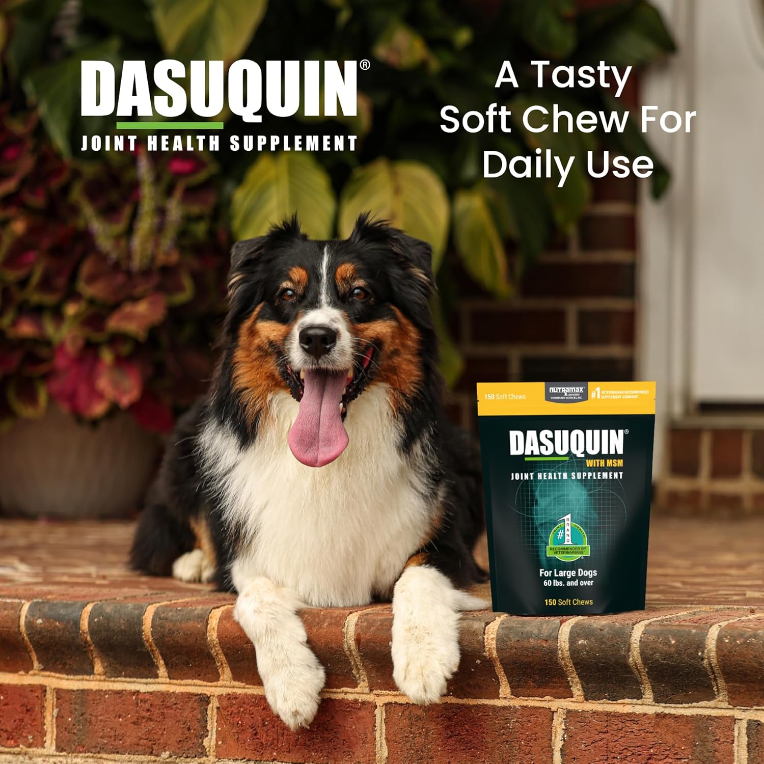 Dasuquin Joint Supplement for Large Dogs – 150 Soft Chews