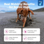 esty Paws Joint Supplement for Dogs, Chicken Flavor
