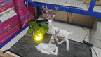 Elegant Deer Home Decor Statue - Sixin1
